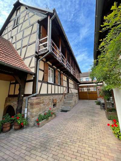 Maison alsacienne à colombages, enduit clair et géraniums rouges